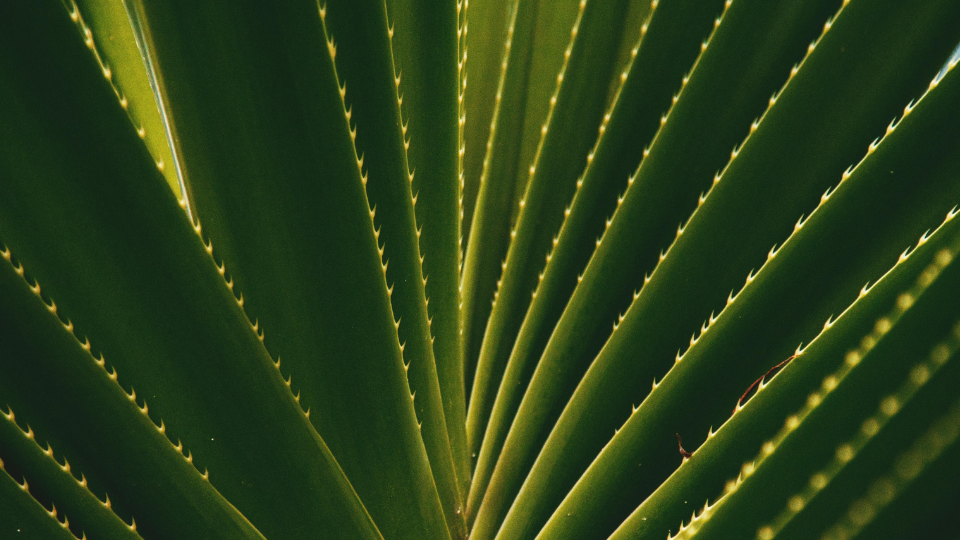 Croissance et anti-chute